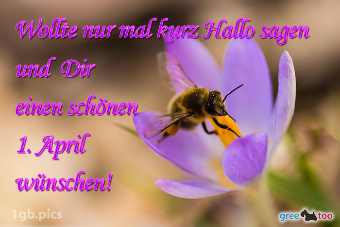 Krokus Biene Einen Schoenen 1 April Bild - 1gb.pics