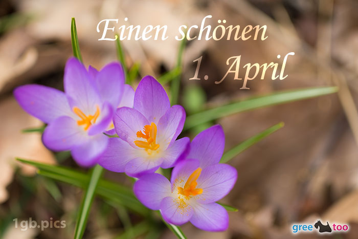 Lila Krokus Einen Schoenen 1 April