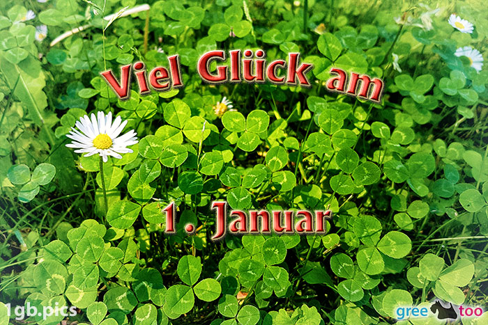 Klee Gaensebluemchen Viel Glueck Am 1 Januar Bild - 1gb.pics