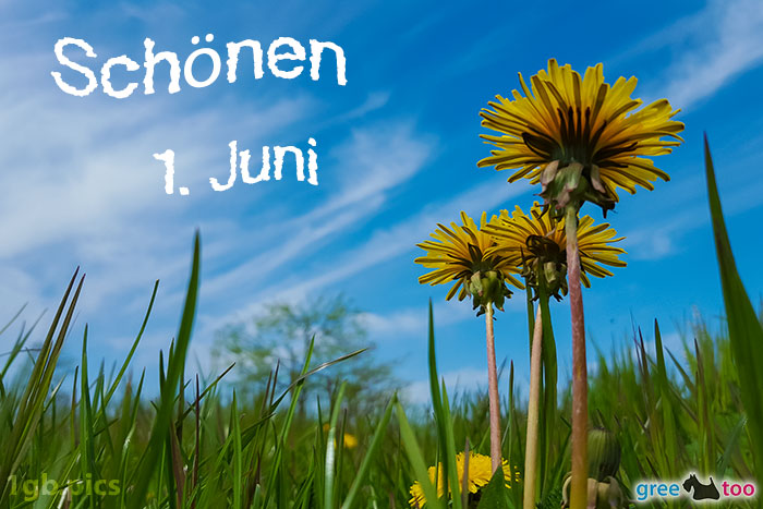 Loewenzahn Himmel Schoenen 1 Juni