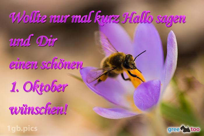 Krokus Biene Einen Schoenen 1 Oktober Bild - 1gb.pics