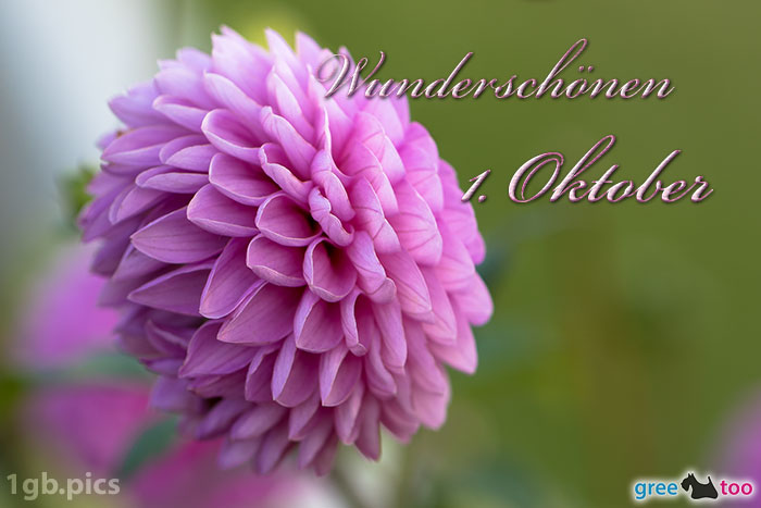 Lila Dahlie Wunderschoenen 1 Oktober