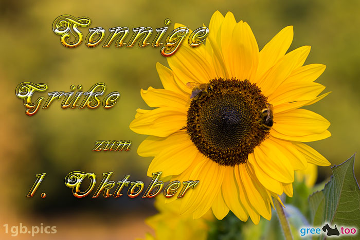 Sonnenblume Bienen Zum 1 Oktober Bild - 1gb.pics