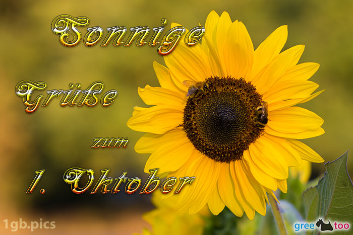 Sonnenblume Bienen Zum 1 Oktober