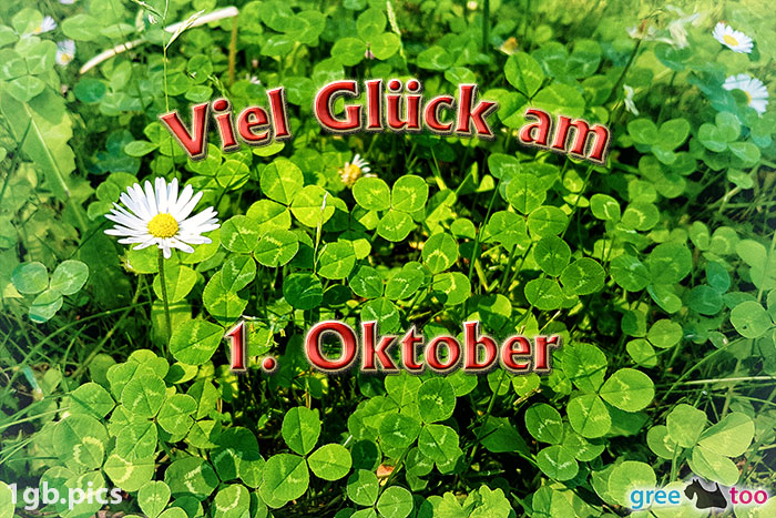 Klee Gaensebluemchen Viel Glueck Am 1 Oktober Bild - 1gb.pics