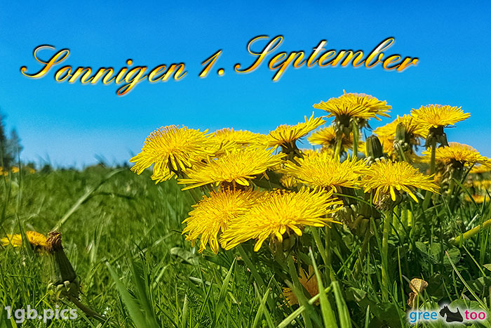 Loewenzahn Sonnigen 1 September