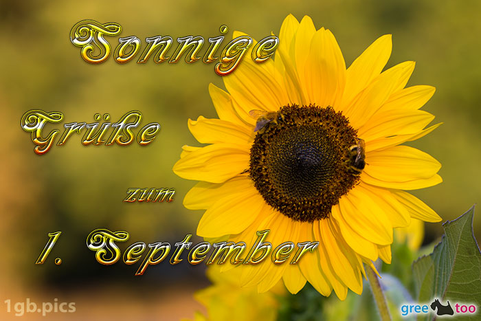 Sonnenblume Bienen Zum 1 September