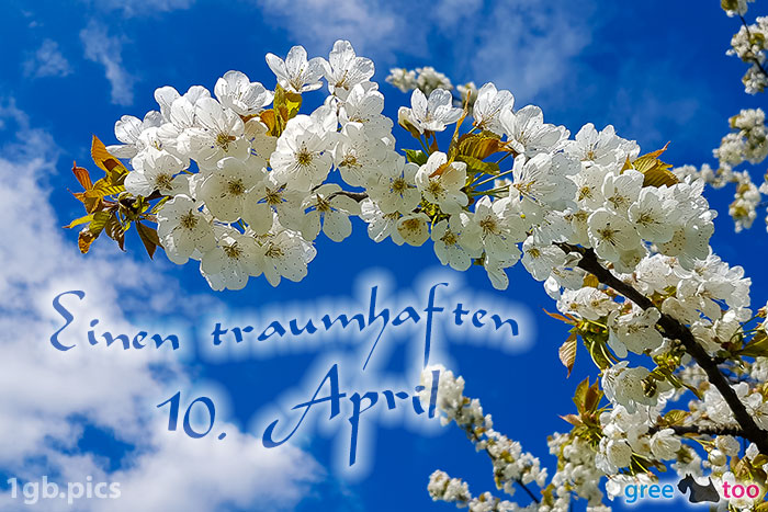 Kirschblueten Einen Traumhaften 10 April