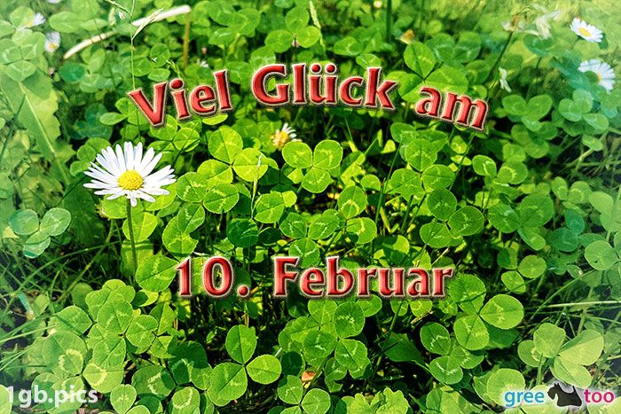 Klee Gaensebluemchen Viel Glueck Am 10 Februar Bild - 1gb.pics