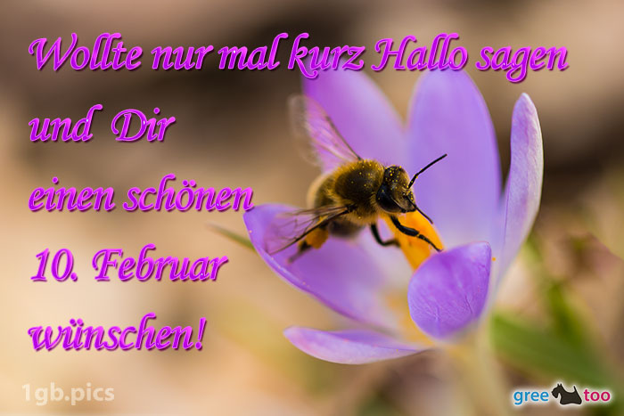 Krokus Biene Einen Schoenen 10 Februar