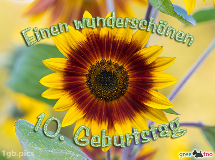 Sonnenblume Einen Wunderschoenen 10 Geburtstag