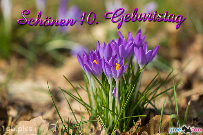 10. Geburtstag von 1gbpics.com