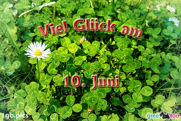 Klee Gaensebluemchen Viel Glueck Am 10 Juni Bild - 1gb.pics