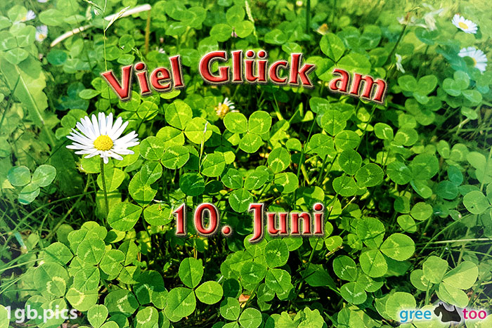 Klee Gaensebluemchen Viel Glueck Am 10 Juni