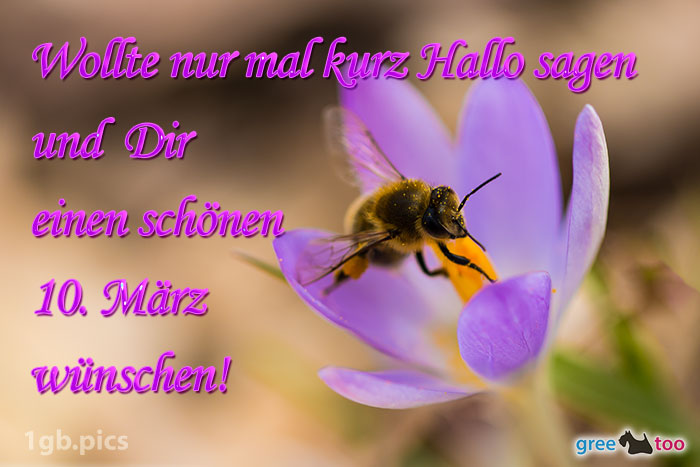Krokus Biene Einen Schoenen 10 Maerz Bild - 1gb.pics