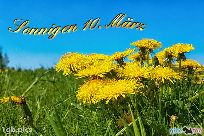 Loewenzahn Sonnigen 10 Maerz