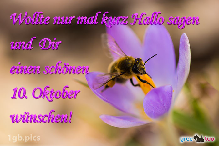 Krokus Biene Einen Schoenen 10 Oktober Bild - 1gb.pics