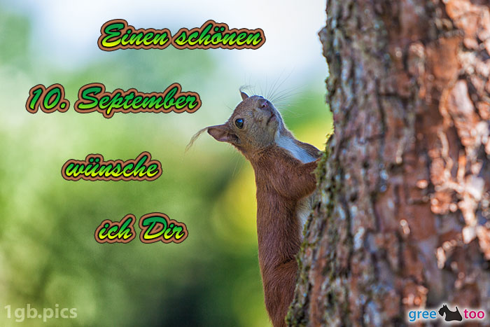 Eichhoernchen Einen Schoenen 10 September