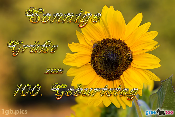 Sonnenblume Bienen Zum 100 Geburtstag