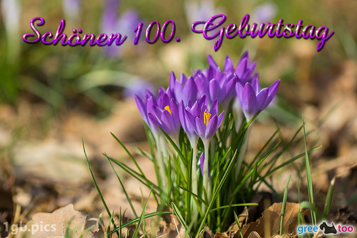 Krokusstaude Schoenen 100 Geburtstag