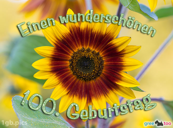 Sonnenblume Einen Wunderschoenen 100 Geburtstag