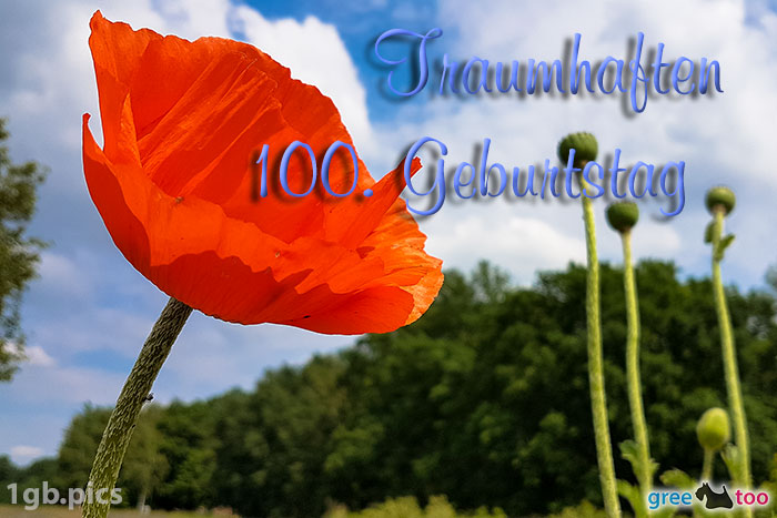 Mohnblume Traumhaften 100 Geburtstag