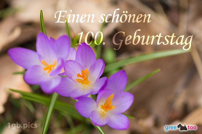 Lila Krokus Einen Schoenen 100 Geburtstag