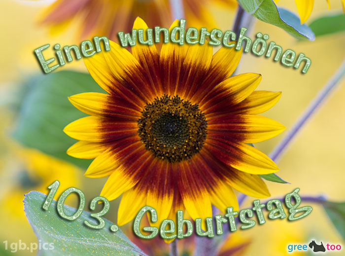 Sonnenblume Einen Wunderschoenen 103 Geburtstag