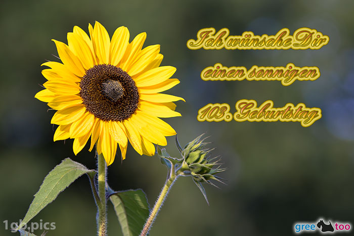 Sonnenblume Einen Sonnigen 103 Geburtstag Bild - 1gb.pics