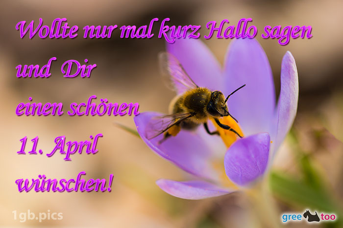 Krokus Biene Einen Schoenen 11 April Bild - 1gb.pics