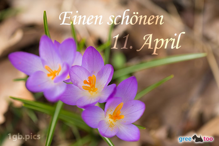 Lila Krokus Einen Schoenen 11 April Bild - 1gb.pics