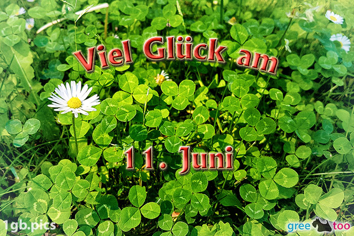 Klee Gaensebluemchen Viel Glueck Am 11 Juni Bild - 1gb.pics
