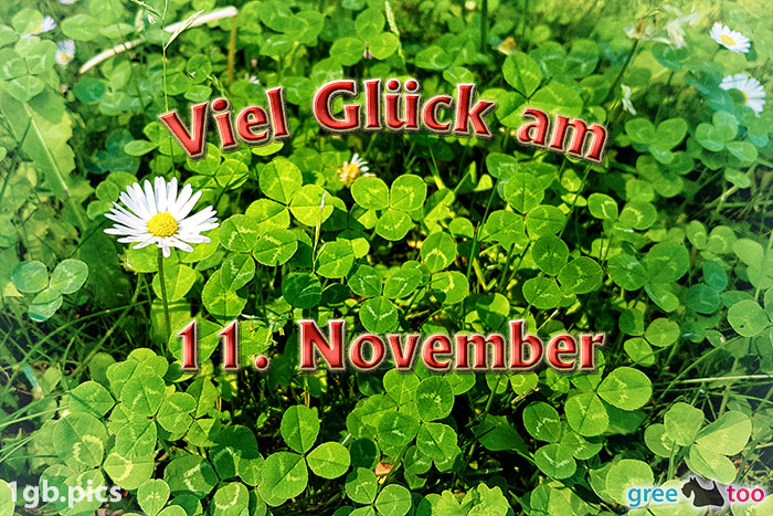 Klee Gaensebluemchen Viel Glueck Am 11 November Bild - 1gb.pics