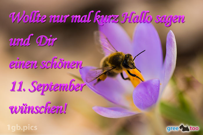 Krokus Biene Einen Schoenen 11 September Bild - 1gb.pics