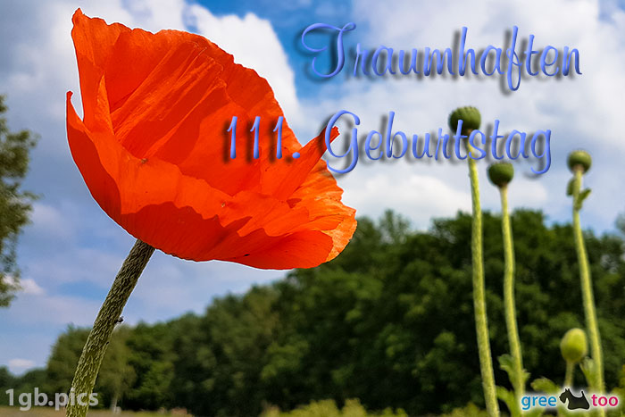 Mohnblume Traumhaften 111 Geburtstag