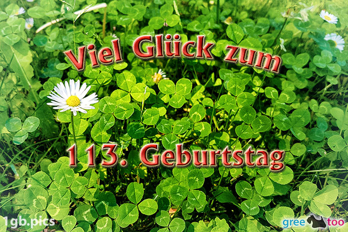 Klee Gaensebluemchen Viel Glueck Zum 113 Geburtstag Bild - 1gb.pics