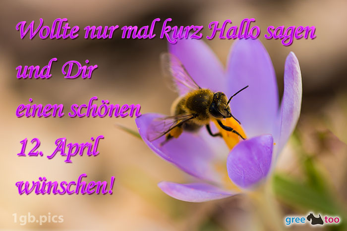 Krokus Biene Einen Schoenen 12 April Bild - 1gb.pics