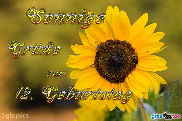 Sonnenblume Bienen Zum 12 Geburtstag