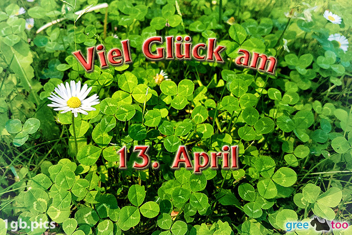 Klee Gaensebluemchen Viel Glueck Am 13 April Bild - 1gb.pics