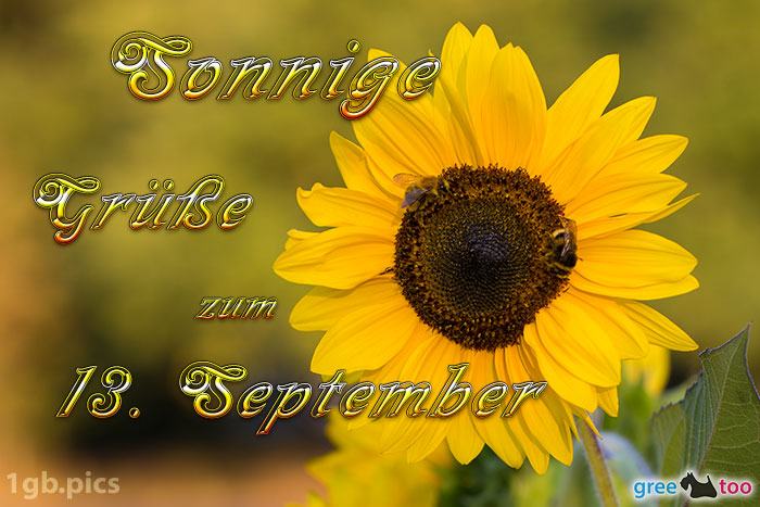 Sonnenblume Bienen Zum 13 September