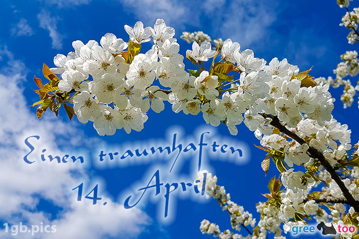 Kirschblueten Einen Traumhaften 14 April