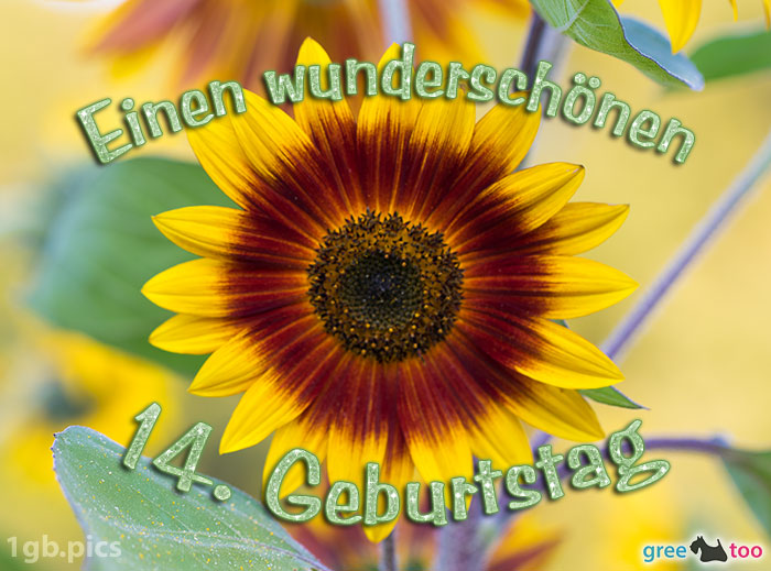 Sonnenblume Einen Wunderschoenen 14 Geburtstag