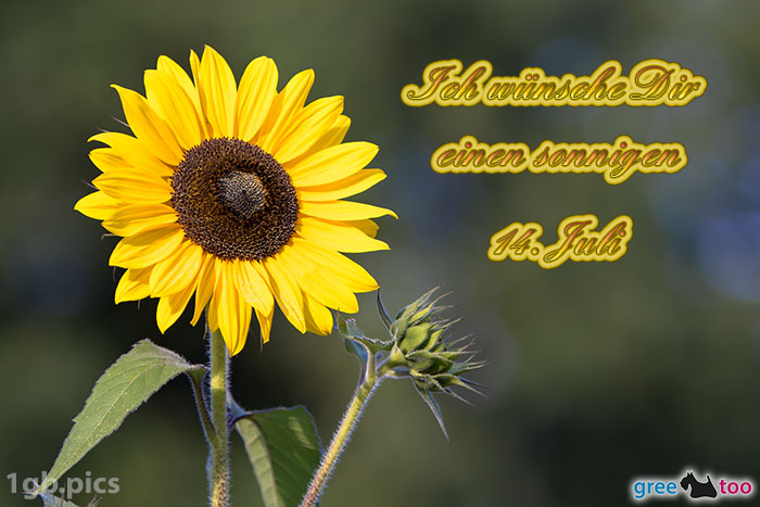 Sonnenblume Einen Sonnigen 14 Juli