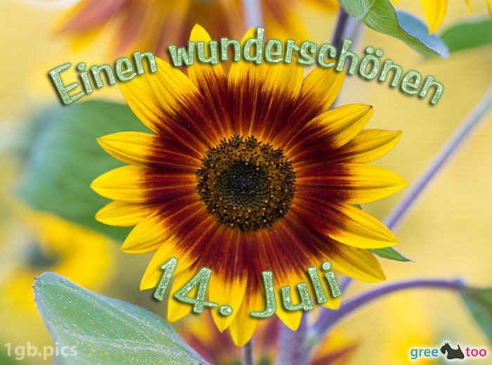 Sonnenblume Einen Wunderschoenen 14 Juli