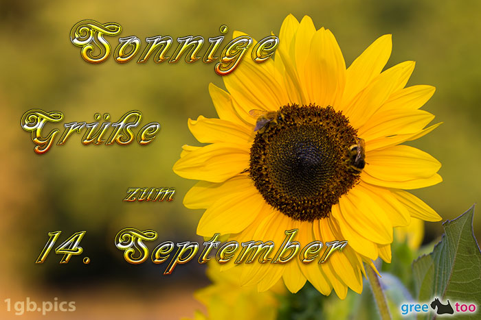 Sonnenblume Bienen Zum 14 September