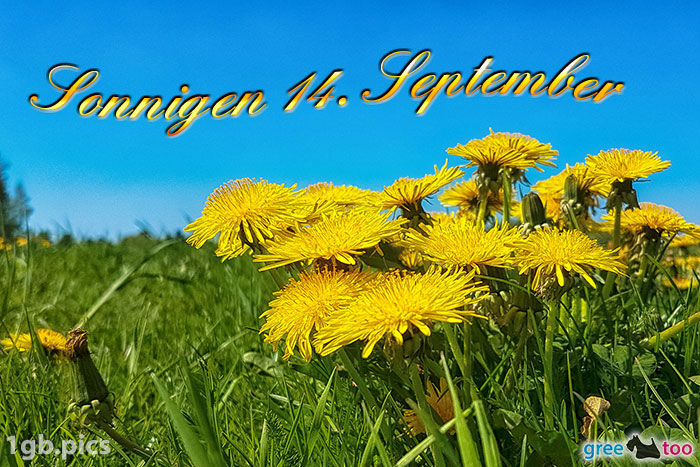 Loewenzahn Sonnigen 14 September