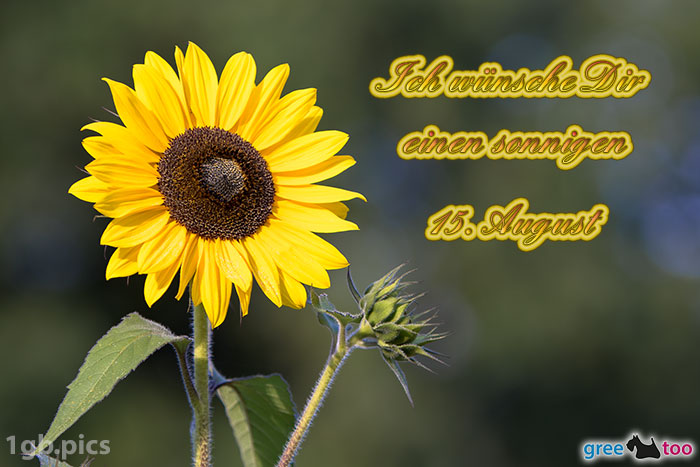Sonnenblume Einen Sonnigen 15 August