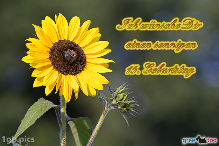 Sonnenblume Einen Sonnigen 15 Geburtstag