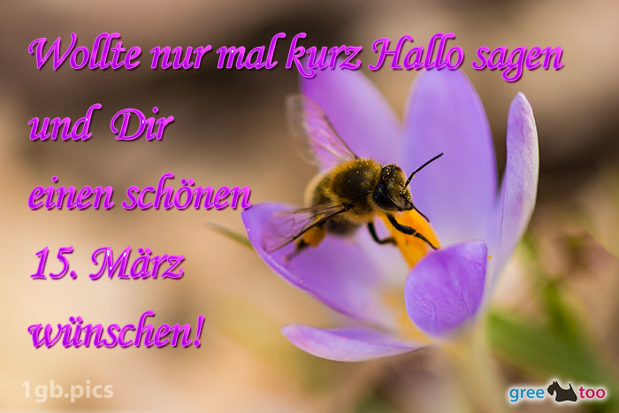 Krokus Biene Einen Schoenen 15 Maerz Bild - 1gb.pics