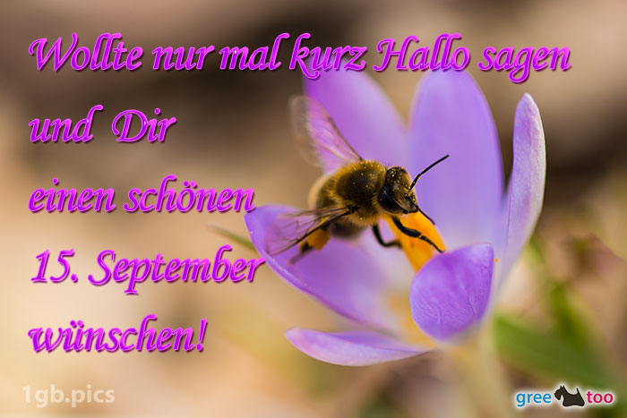 Krokus Biene Einen Schoenen 15 September